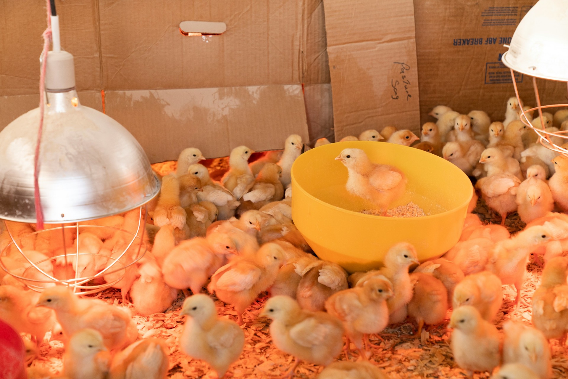 Veterinary supplies